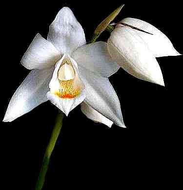 Coelogyne mooreana